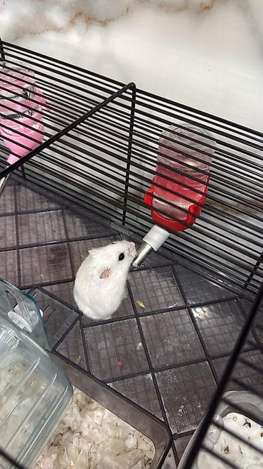 heyvan qirxan: 2 eded hamster (erkek)+2 qefes+yem hamsi bir yerde 55 azn Unvan yeni — 2