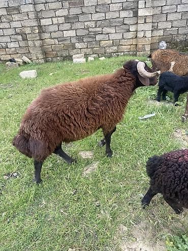 balaca meymun satisi: Mor karaman erkey 1 yaş 4 ayliq heyvan surmeyine soz ola bilmez — 1