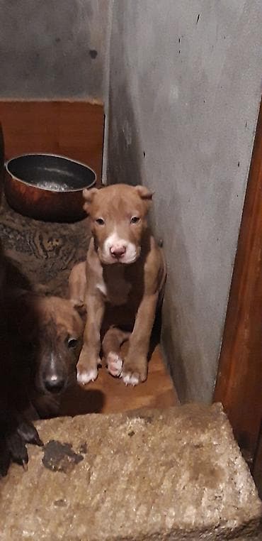 itlərin satışı 2020: Pitbul, 2 ay, Peyvəndli — 2