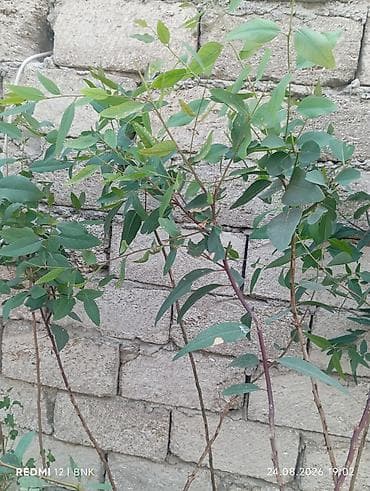 Растения: Ekalipt (Eucalyptus) fidanları – qablarda - Bitki: Eucalyptus spp — 3