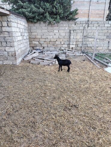 en cox sud veren inekler: Salam hər kəsə. 4 İspan sortu mursiyano və 1 erkək hələb satılır — 5
