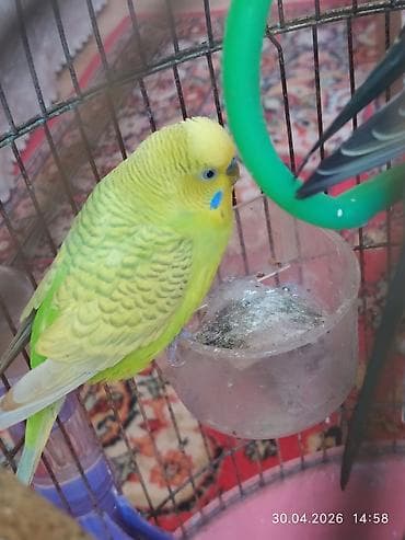 Məhsul: Dalmatinsiz dalğalı papuqay cütü (budgerigar/“volnıstıy”) -