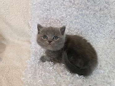 erkey pisik adlari: Qızıl şinşilla — 9