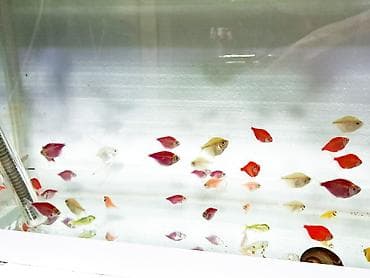 Pişiklər: Sülhsevər — 3