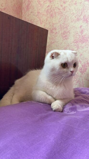 pişim: Şotland, Dişi, Yaxşı əllərə, Ünvandan götürmə, Rayonlara çatdırılma, Pulsuz çatdırılma — 10