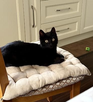 ucuz ev itləri: Dişi, Yaxşı əllərə — 1