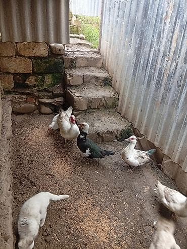 pekin urdeg: Her sort ordeylermiz satışı ve yumrta satsi varmzdr — 2