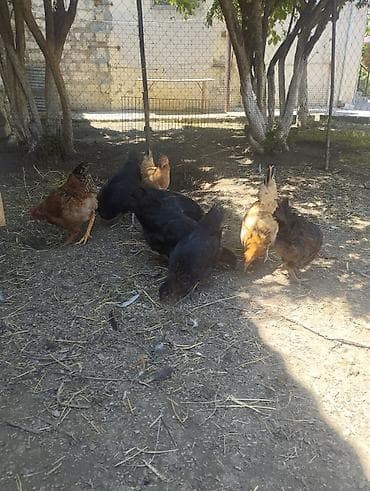 hinduska yumurta: Toyuq, Yumurtalıq, Ünvandan götürmə — 4