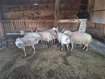 8dənə kök qoyudu ətlik