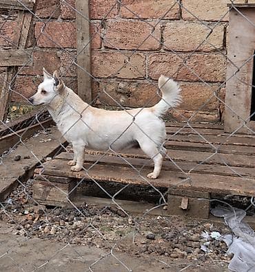 scottish fold qiyməti: Satılır – Zıvanoq Çubuş İtlər Şəkildə gördüyünüz 2 ədəd zıvanoq çubuş — 1