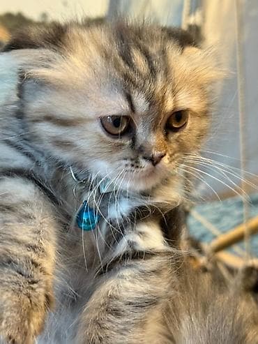 pişik tap az: Şotland — 5