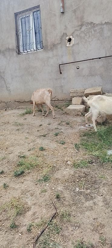 keci sudluk: Sarı bogazdı 1 ci qarın el kecileridi Məhsul təsviri: - Ağ və bej — 8