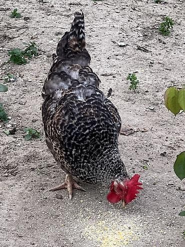 serebrist toyuqlar: Toyuq, Yumurtalıq — 1