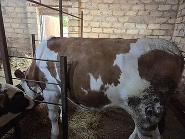iri buynuzlu heyvanlarin satisi: Temiz qan simental.1yas yarimliqdi.damazliq.qiymede razilasma olacaq — 1