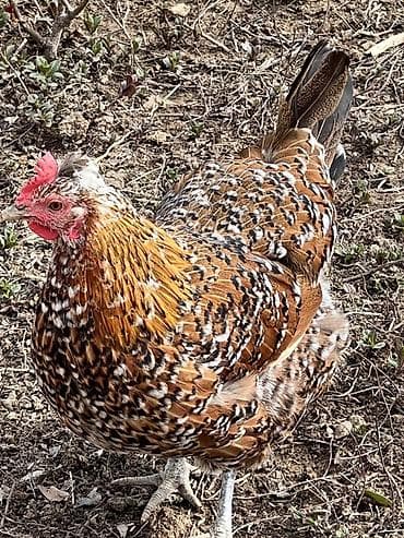 Digər heyvanlar: Toyuq, Yumurtalıq — 1