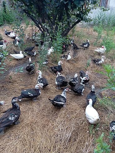 Musk ördəkləri (indo ducks) – müxtəlif rənglərdə sürü 70 fərə 30 — 2