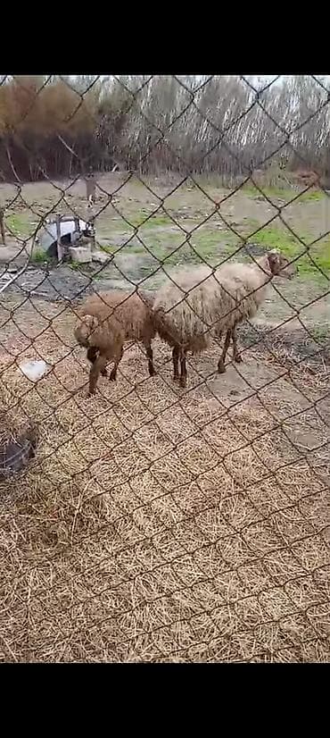 qoyun bazarı: Salam aleykum ana baladılar 3 cü balasıdı — 2