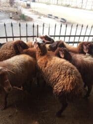 Коровы, быки: Elan başlığı: 7 boğaz qoyun satılır Təsvir: - 7 ədəd boğaz (hamilə) — 15