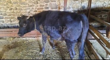 Inəklər, öküzlər: Salam disi danadi kokdu isteyen elaqe saxlasin qiymetde razilasmaq — 2