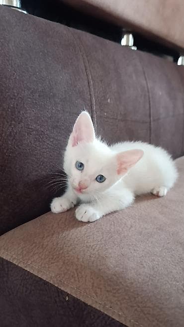 etibarli ellere it: Təmiz ev pişiyi hər şey yeyir latoka öyrəşib saglam oynagan pişikdi — 3