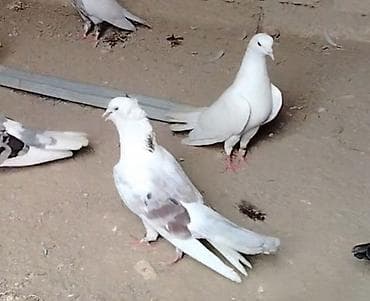 Mor cep erkey tumluq heyvandi balalari 6 7 rahat ucur qiymete gore lalafo.az -da Mor cep erkey tumluq heyvandi balalari 6 7 rahat ucur qiymete gore