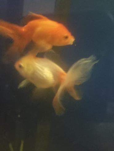 Gəmiricilər: Salam hazir bala veren iri olculu,papaqli arandalar satilir. Olcusu 15 — 6