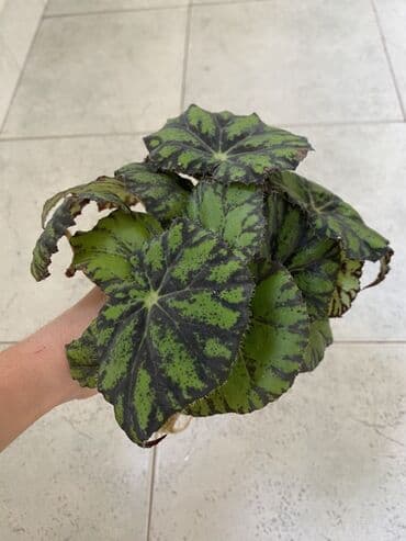 diffenbaxiya gülü haqqında məlumat: Begoniya Rex (rəngarəng yarpaqlı) – dekorativ otaq bitkisi - Növ — 5