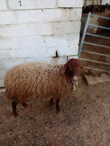 sotland pisiyi satilir: Erkək, Qala, il: 1, Damazlıq — 2