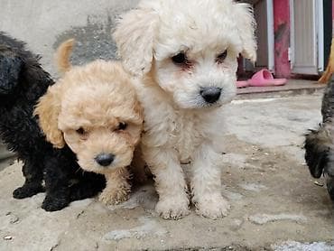 bala itlər: Ev üçün ideal Saf qan orta ölçülü pudel balalar qara qəhvəyi ton — 7