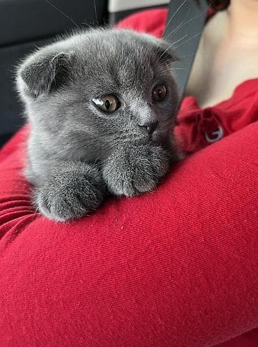 Şotland yastı qulaq