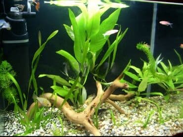 аквариумные рыбы купить: Akvaryum bitkiləri
1 azndən başlayan akvarium bitkilər — 3