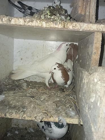 qirmizi bas goyercin: Məhsul: Ev göyərçinləri (bir neçə fərqli rəngdə) Təsvir: - Şəkildə — 1