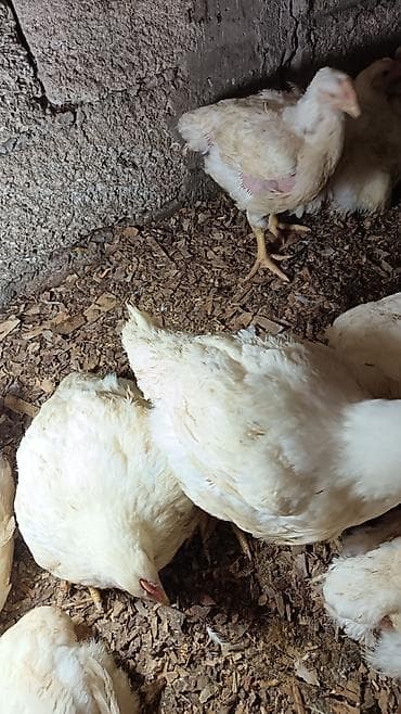 Toyuqlar: Toyuq, Broyler, Ətlik, Ünvandan götürmə — 2