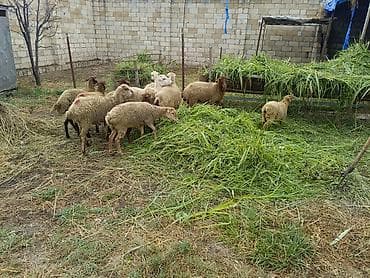 heyvan ve insan seksi: 1 rinci qarına qoyunlar satılır 12 başdı obşi 1 erkek toglu 2 ədədi — 2