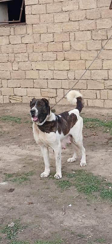 barter itlə: Qurdbasar, 4 il, Dişi — 1