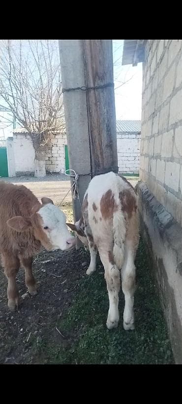 Yemlər: ÜNVAN AĞDAM RAYONU KİME LAZIM. OLSA ELAQE SAXLASIN QİYMED BUZOVA GORE — 2