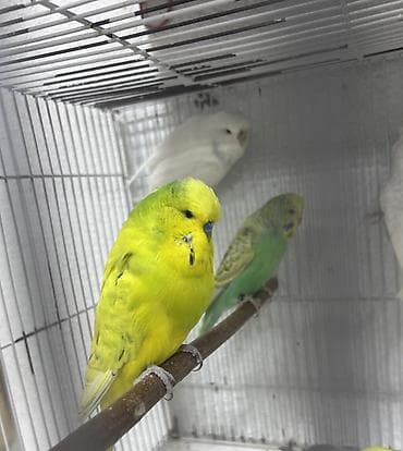 Salam.
Çex Papuqaylar satılır,içlərində hazır cütdə var — 6