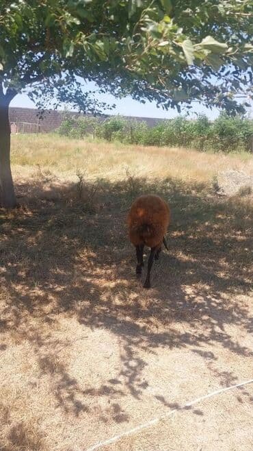 ramanov qoyun: Məhsul: Qoyun sürüsü Təsvir: - Şəkillərdə otlaqda saxlanan yerli — 1