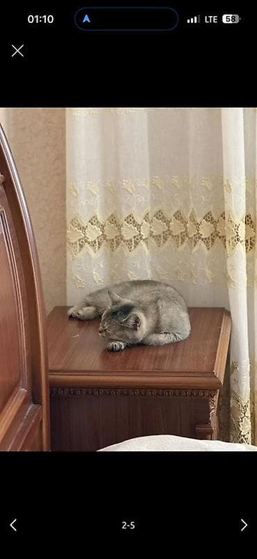 Pişiklər: Şinşilla, Dişi, Yaxşı əllərə, Ödənişli çatdırılma — 5
