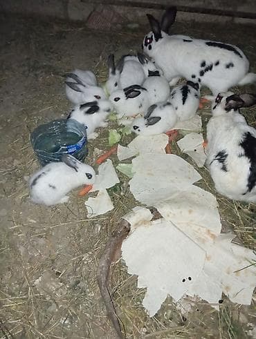 ev goyərcinləri: Alacalı rəngli ev dovşanları (ana və balalar) - Cins/Xüsusiyyətlər: Ağ — 1