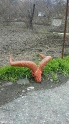 qurban bayrami qoyun sekilleri: Dag gocu. Kel. Alt cenesi yoxdur — 1