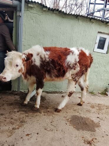 Quzu: Salam bir dişi bir Erkey satılır real alıcılar narahat etsin — 2