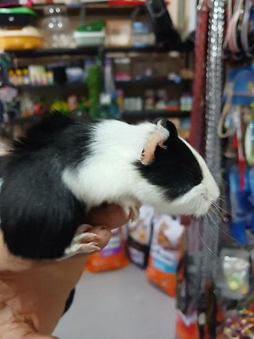 akvarium 120 cm: Dəniz donuz( marskoy svinka) balaları satılır. Ailə mühitinə — 5