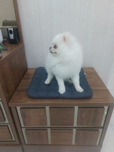 bala afcarka: Şpitz — 3