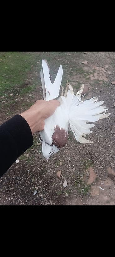 Akvariumlar: Məhsul: oynaq erkek(xoruz) super gorunuslu Təsvir: - Rəng — 2