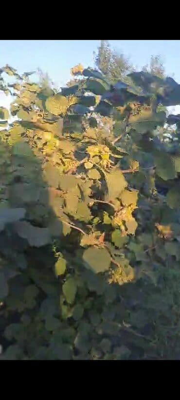 dekorativ dibçək gülləri: Salam.60 Sot findiq baqi 10 ilik və 6 ilik aqaclardi tam meyveye — 7