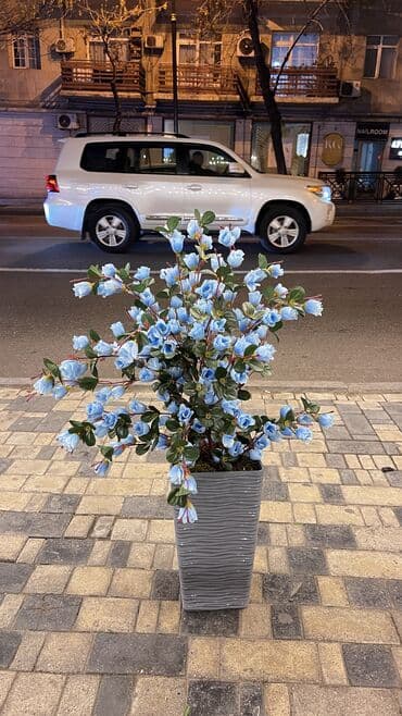 bitki toxumlari: Depodan bir basa satis 70azn baslayan dekarativ suni agaclar topdan — 9