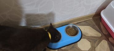 İtlər: Britan, Erkək, Yaxşı əllərə, Ünvandan götürmə — 10