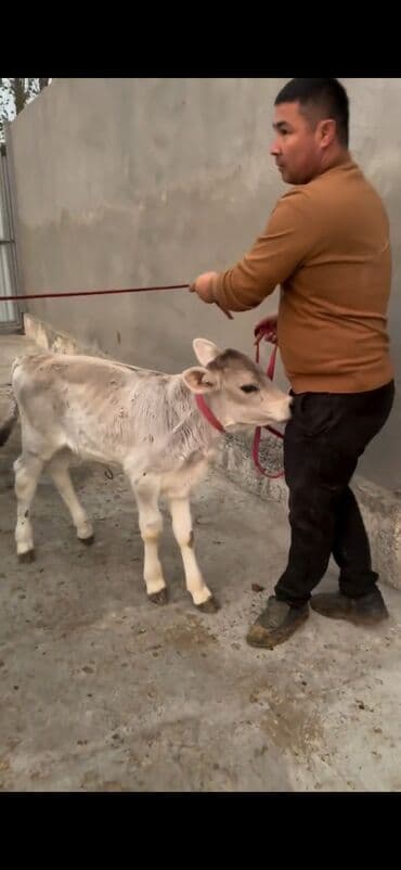 xaçmazda inəklər: Simental tipli inək və buzov dəsti - Cins/Tip: Simental (qəhvəyi — 3