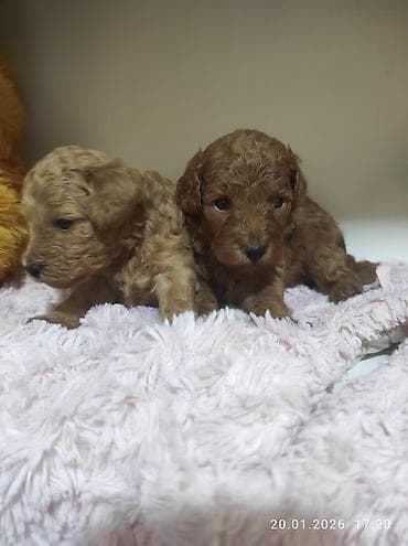 Gəmiricilər: Pudel — 7